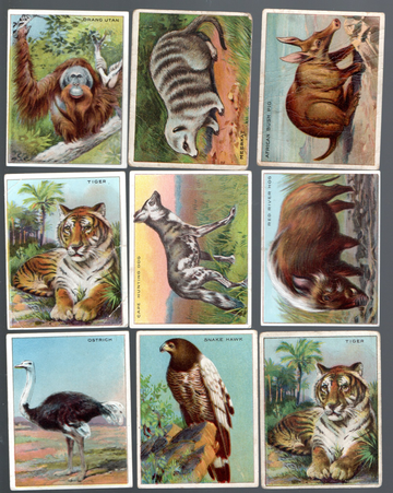 1909-1911 T29 Hassan Tobacco Non Sport Cards African Animals Lot of 11 Mid Grade Condition