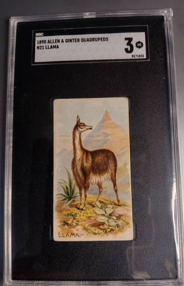 1890 ALLEN & GINTER QUADRUPEDS LLAMA