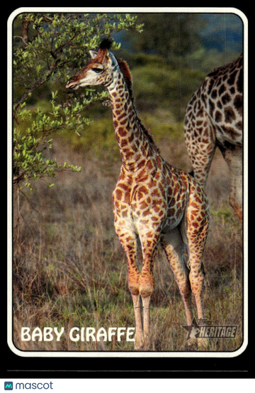 2024 Topps Heritage Baby Giraffe #75Z-11 1975 Topps Zoo's Who Stick-Ons