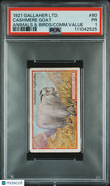 1921 Gallaher LTD. Animals & Birds Of Commercial Value Cashmere Goat #80 PSA 1