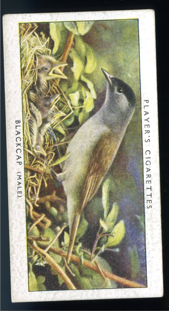 1937 John Player & Sons "Birds & Their Young" #1 BLACKCAP Male - Vintage Tobacco