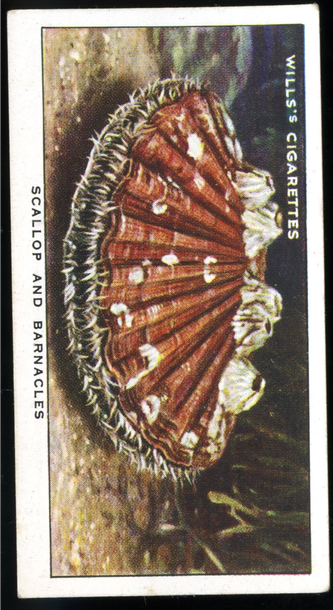 Vintage 1938 W.D. & H.O. Wills Tobacco Card - No. 10 Scallop and Barnacles