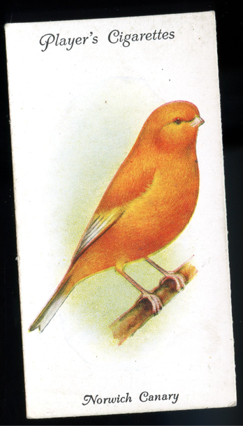 1933 John Player & Sons Norwich Canary Card - Aviary & Cage Birds Series
