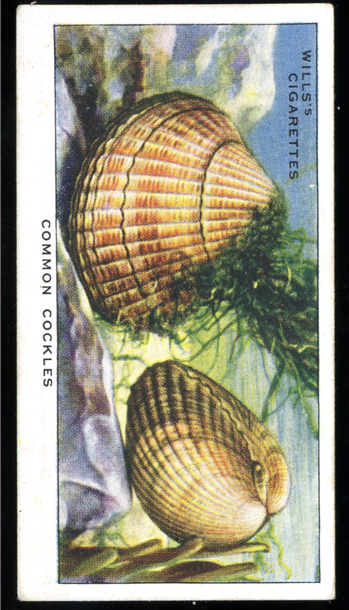 Vintage 1938 W.D. & H.O. Wills Tobacco Card - No. 8 Common Cockles