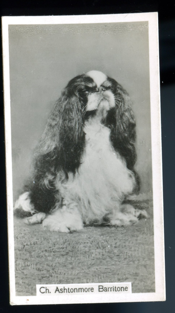 1938 John Sinclair Champion Dogs #11 King Charles Spaniel Ch. Ashtonmore Barritone