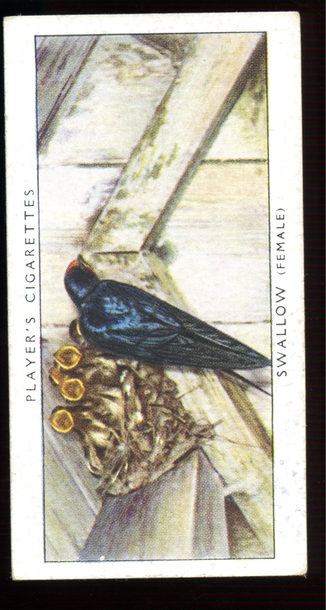 Vintage 1937 John Player & Sons Tobacco Card - No. 37 Swallow (Birds & Their Young)