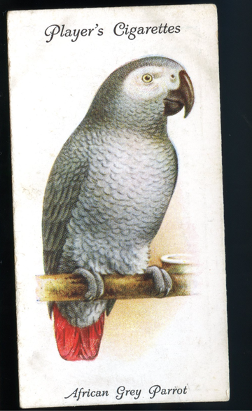 Vintage 1933 John Player & Sons Cigarette Card - No. 24 African Grey Parrot