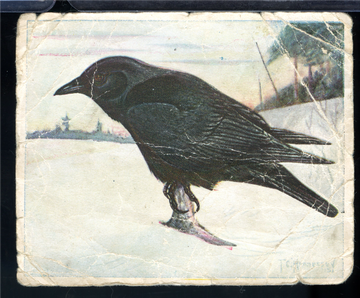 1924 Imperial Tobacco Birds of Canada #48