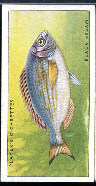 1934 Player’s Cigarettes SEA FISHES #28 BLACK BREAM Vintage Tobacco Card