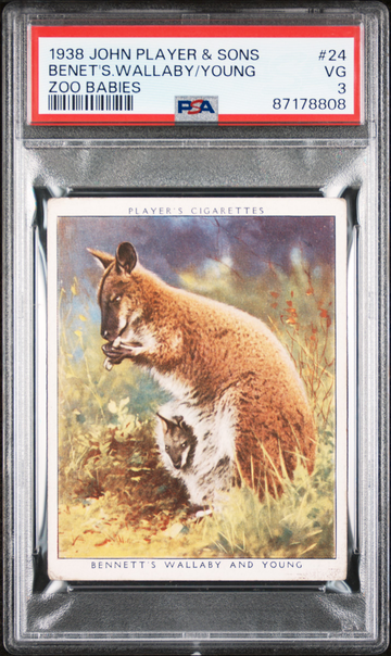 1938 John Player & Sons Zoo Babies #24 Bennett's Wallaby - PSA 3 VG - Vintage