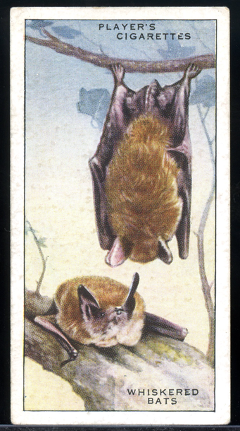 1939 Player's Cigarettes Animals of the Countryside #9 Whiskered Bats Card G