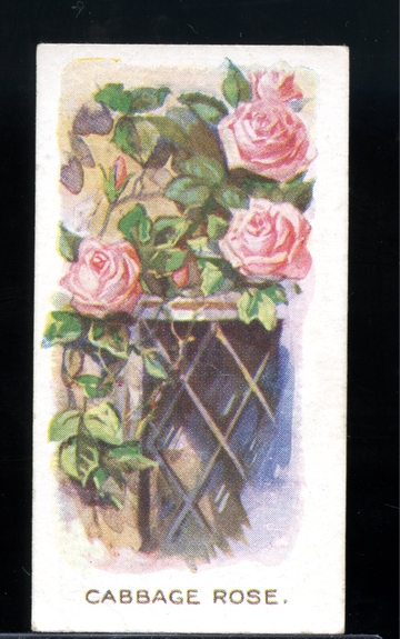 1936 Abdulla & Co Old Favourites Cigarette Card - Cabbage Rose - Vintage Floral