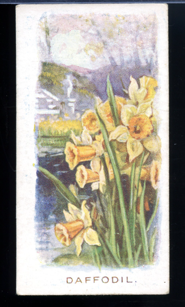 1936 Abdulla Cigarette Card Old Favourites #7 Daffodil Vintage Tobacco Card