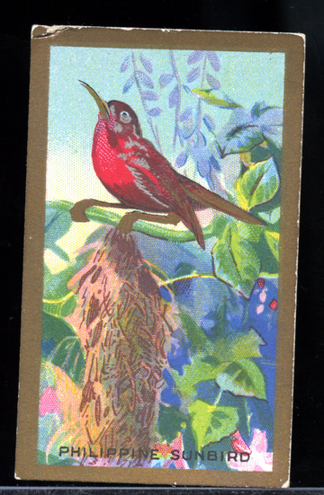 1926 Cavanders Ltd Foreign Birds Cigarette Card - #16 Many-Coloured Parakeet
