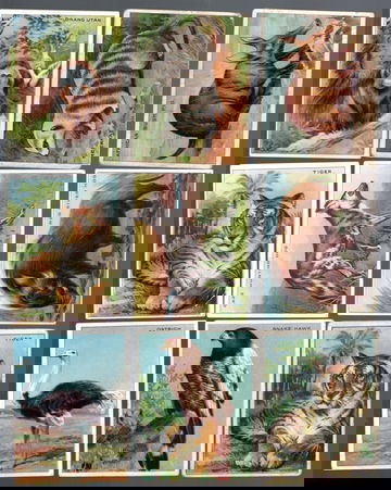 1909-1911 T29 Hassan Tobacco Non Sport Cards African Animals Lot of 11 Mid Grade Condition